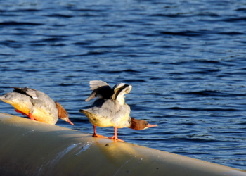 Gänsesäger sind keine Handwerker