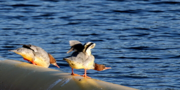 Gänsesäger sind keine Handwerker