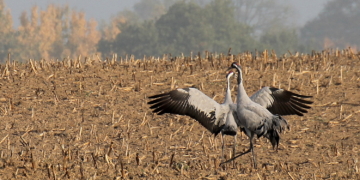 ‚Love is in the Air‘