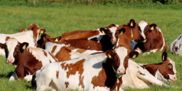 Eine von vielen europäischen Verordnungen