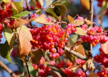 Die Farben des Herbstes