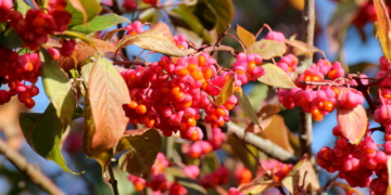 Die Farben des Herbstes