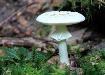 Berühmte Opfer pflastern seinen Weg