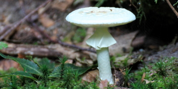 Berühmte Opfer pflastern seinen Weg