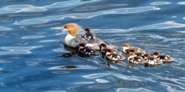 Wanderung im Naturschutzgebiet Lankower See