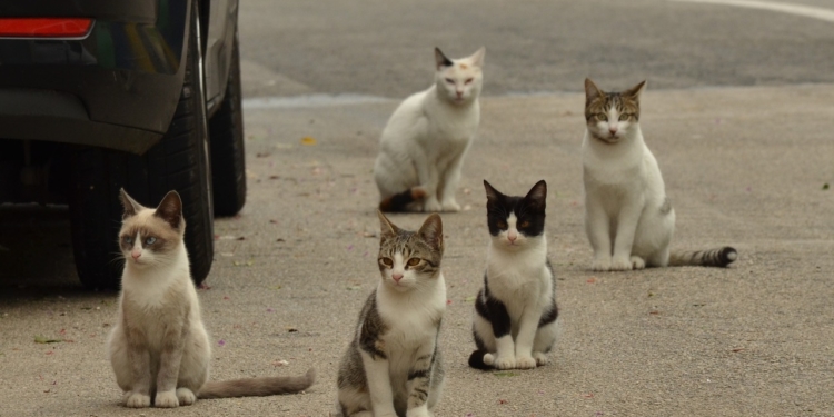 Freilebende Katzen können wieder kastriert werden