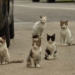 Freilebende Katzen können wieder kastriert werden