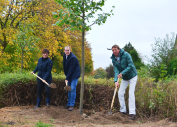 Zwei Winterlinden für Börnsen