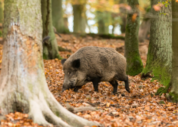 Achtung Wildtiere: Beim Autofahren ist nun besondere Vorsicht nötig