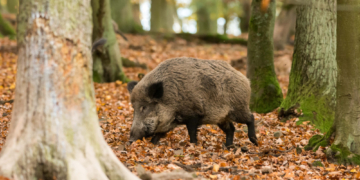 Achtung Wildtiere: Beim Autofahren ist nun besondere Vorsicht nötig