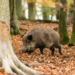 Achtung Wildtiere: Beim Autofahren ist nun besondere Vorsicht nötig