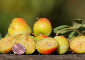 Von der Adria bis ins Herzogtum