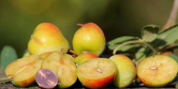 Von der Adria bis ins Herzogtum