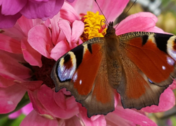 Das Ende der Natur überleben?