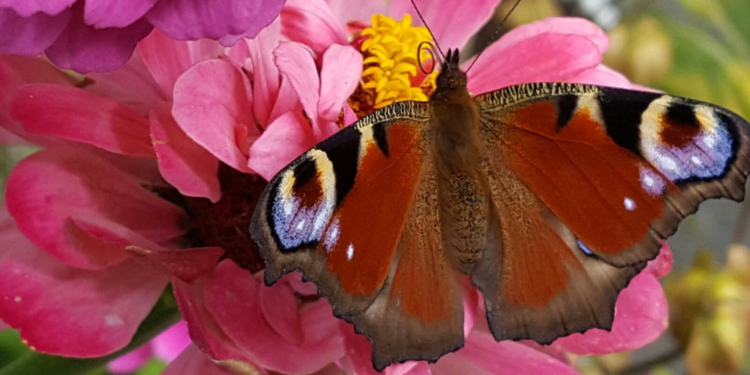 Das Ende der Natur überleben?