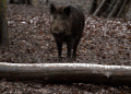 Ratzeburg: Jagd zur Prävention der Afrikanischen Schweinepest