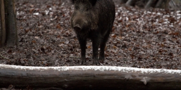 Ratzeburg: Jagd zur Prävention der Afrikanischen Schweinepest