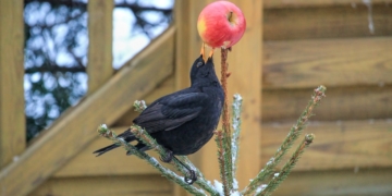 Von Amsel bis Zaunkönig: Weltvogelpark Walsrode gibt Tipps für die Winterfütterung einheimischer Vögel