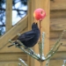 Von Amsel bis Zaunkönig: Weltvogelpark Walsrode gibt Tipps für die Winterfütterung einheimischer Vögel
