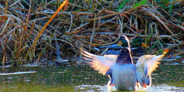 Der Macho auf dem Dorfteich