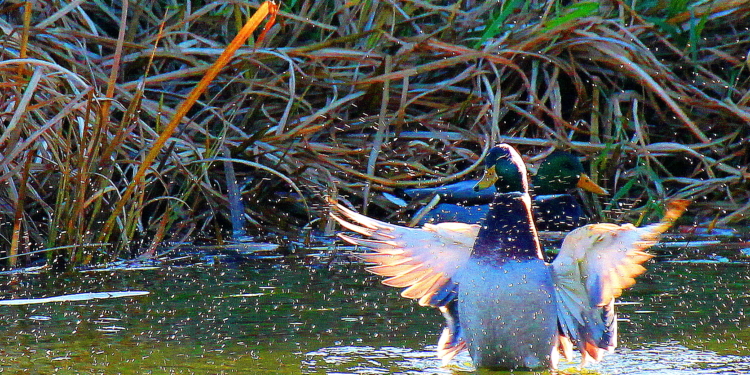 Der Macho auf dem Dorfteich
