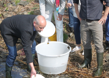 Aufzuchtstation für den Europäischen Stör in Geesthacht ist planungsrechtlich auf gutem Weg und wird vom Bund gefördert
