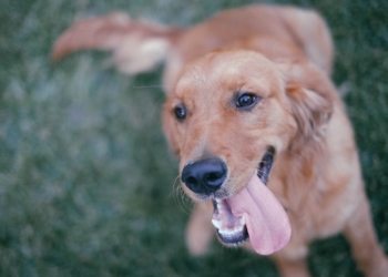 Aus dem Archiv: Dree Menschen und een Hund!