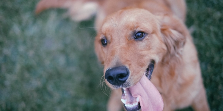 Aus dem Archiv: Dree Menschen und een Hund!