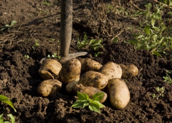 Aus dem Archiv: Een Pech kümmt selten alleen!