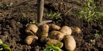 Aus dem Archiv: Een Pech kümmt selten alleen!