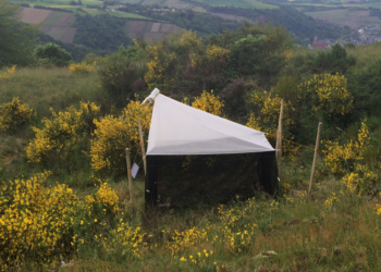 Rückgang der Insekten-Biodiversität
