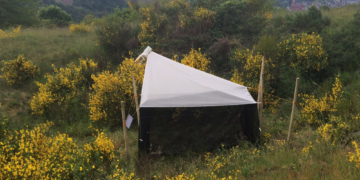 Rückgang der Insekten-Biodiversität