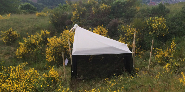 Rückgang der Insekten-Biodiversität