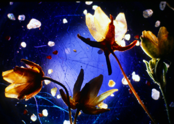 Die Pflanzen in den Pflasterfugen – Evolution unter unseren Füßen