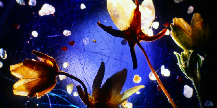 Die Pflanzen in den Pflasterfugen – Evolution unter unseren Füßen