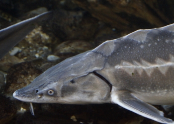 Geesthacht bekommt ein ‚Störzentrum‘