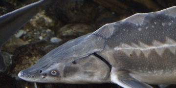 Geesthacht bekommt ein ‚Störzentrum‘