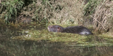 App ‚Meine Umwelt‘: Informationen über Schutzgebiete in Schleswig-Holstein jetzt auch online abrufbar