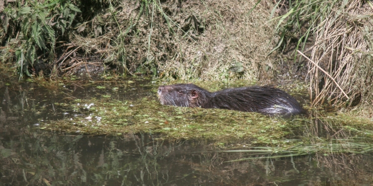 App ‚Meine Umwelt‘: Informationen über Schutzgebiete in Schleswig-Holstein jetzt auch online abrufbar