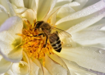 Aus dem Archiv: De perfekte Upkloorung