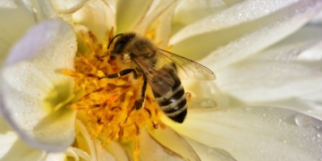 Aus dem Archiv: De perfekte Upkloorung