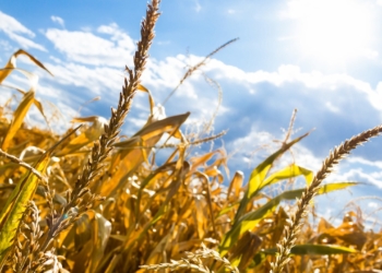 Dürrehilfe stark in Schleswig-Holstein nachgefragt