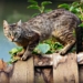 Stadt Ratzeburg erlässt neue Katzenschutzverordnung