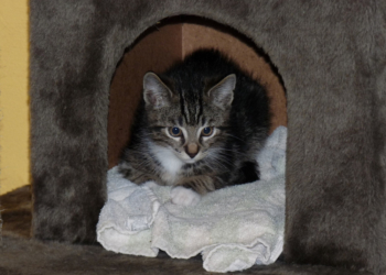 Silvester mit Haustieren – Wie Hund, Katze und Co. stressfrei ins neue Jahr kommen