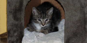 Silvester mit Haustieren – Wie Hund, Katze und Co. stressfrei ins neue Jahr kommen