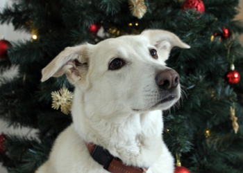 Keine Tiere unterm Baum!