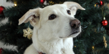 Keine Tiere unterm Baum!