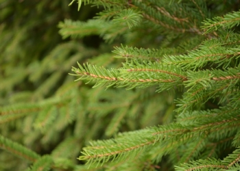 Kiwanis Club Ratzeburg verkauft im 29. Jahr Punsch im Bliestorfer Forst