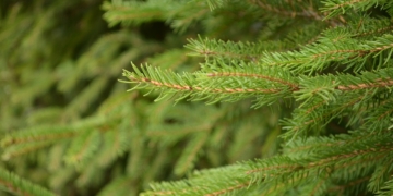 Kiwanis Club Ratzeburg verkauft im 29. Jahr Punsch im Bliestorfer Forst