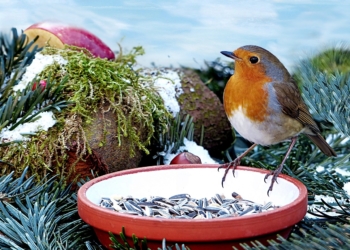 Vögel füttern im Winter